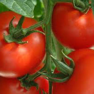 TOMATO Seeds, Rutgers