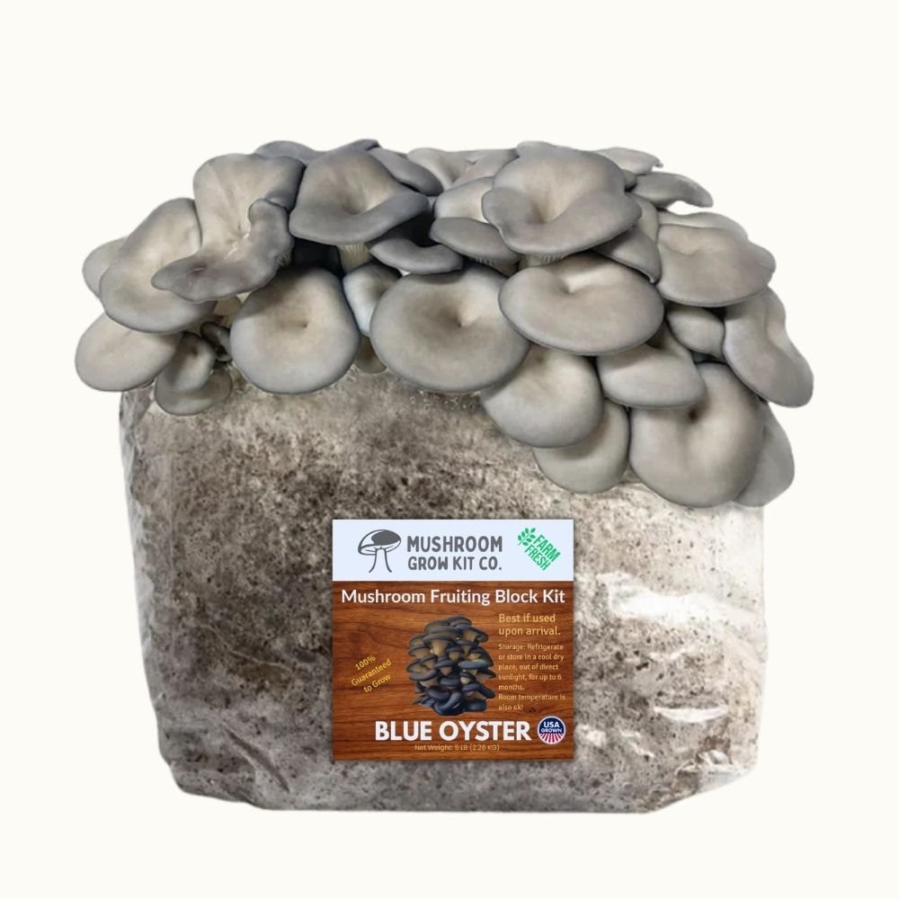Mushroom Grow Kit 3-Pack — Lion's Mane, Pink & Blue Oyster