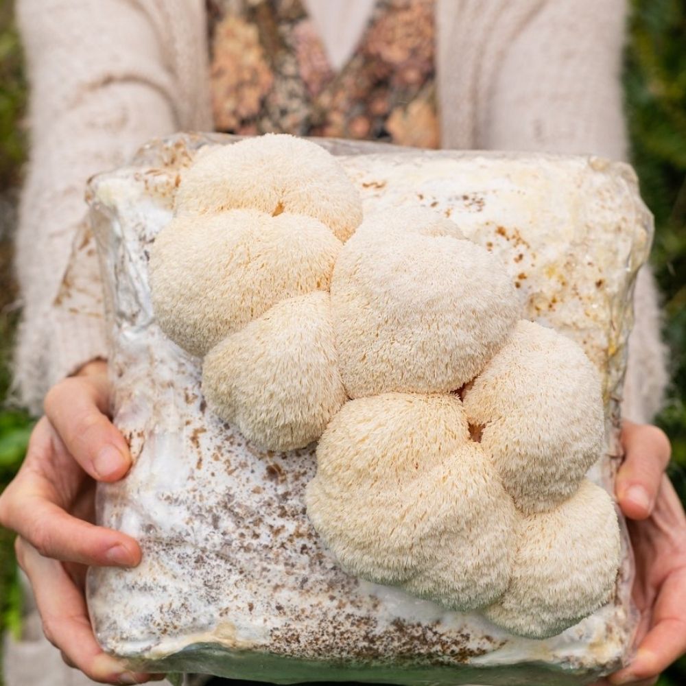 Mushroom Grow Kit 3-Pack — Lion's Mane, Pink & Blue Oyster