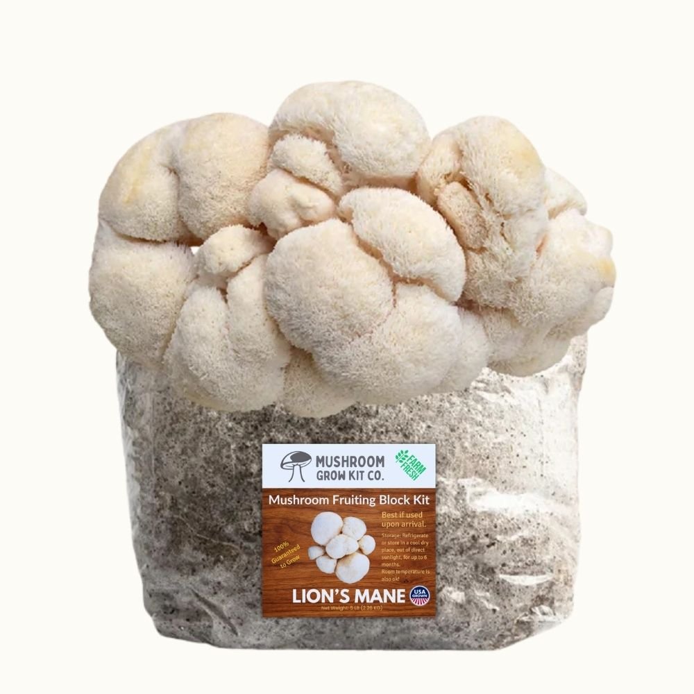 Mushroom Grow Kit 3-Pack — Lion's Mane, Pink & Blue Oyster