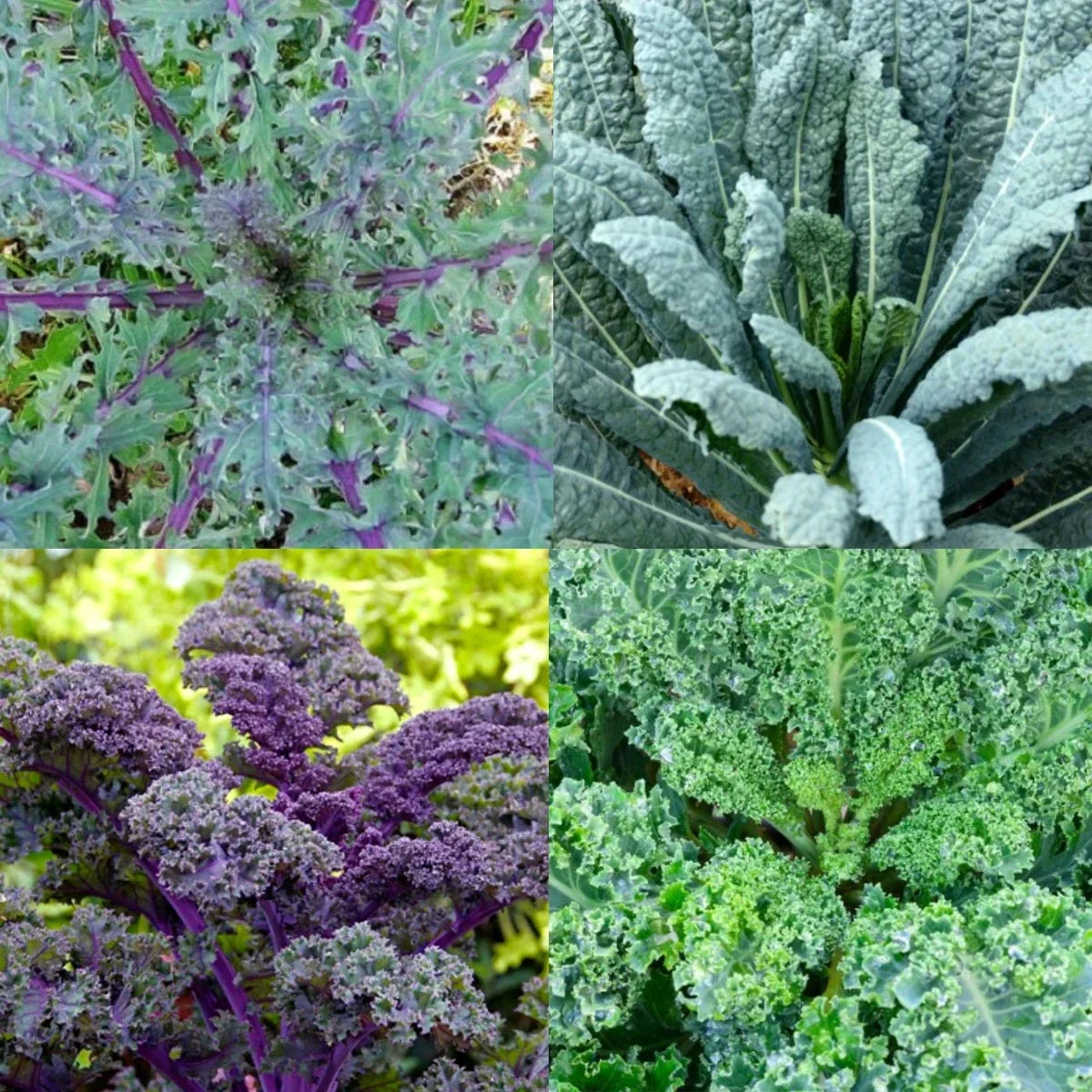 Heirloom microgreens garden blend seeds, four kale varieties