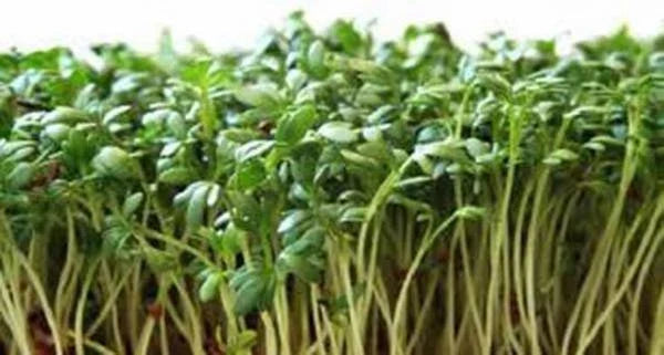 Curled Cress Seeds 100 Pack, Heirloom Lepidium sativum Microgreens, Fast-Germinating Sprouts for Indoor & Outdoor Growing