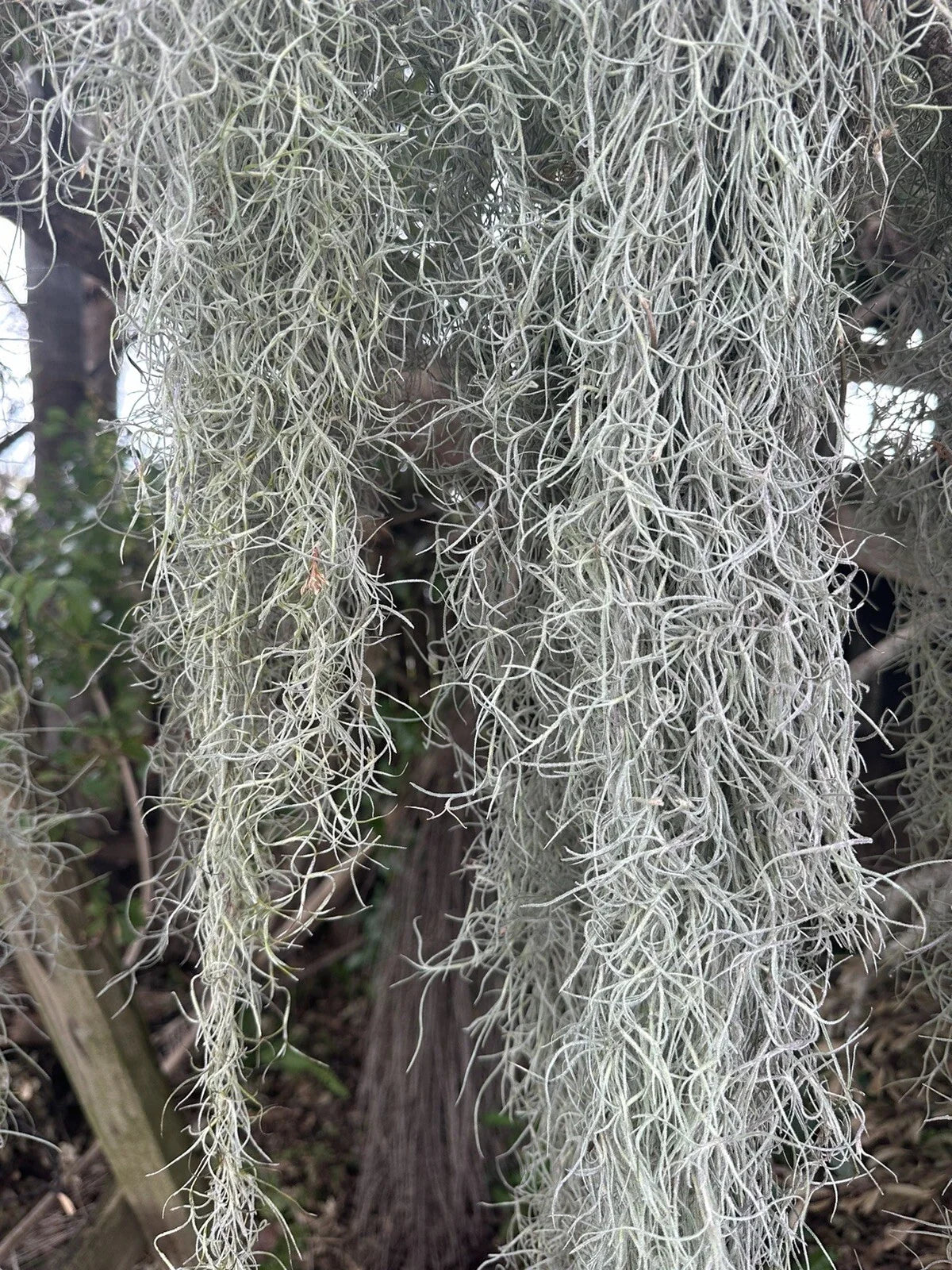 1 Gal Fresh Live Spanish Moss - Air Plant for Orchids & Table Decor - Tillandsia Usneoides