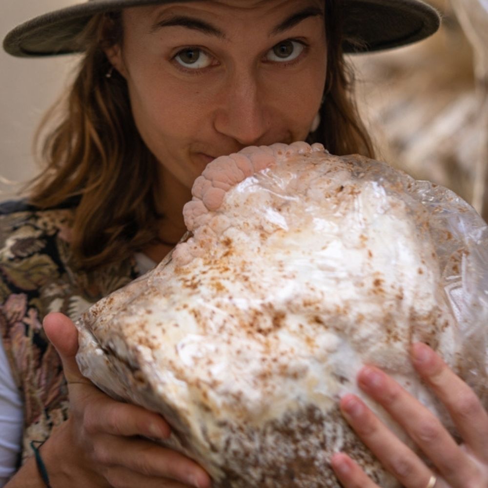 Mushroom Grow Kit 3-Pack — Lion's Mane, Pink & Blue Oyster