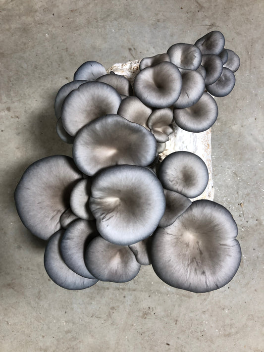 Blue oyster mushroom grow kit fruiting on a kitchen counter