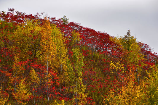 Creating a Fall Color Palette in Your Garden: Best Plants for Autumn Blooms
