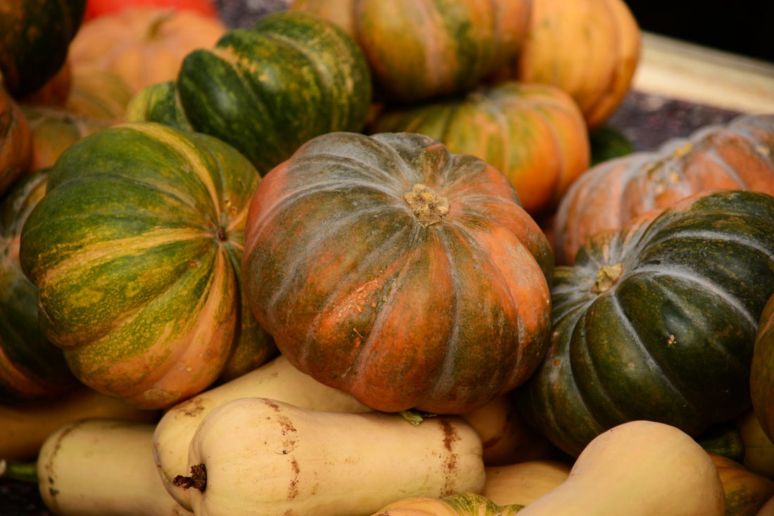 Autumn harvest of pumpkins and winter squash