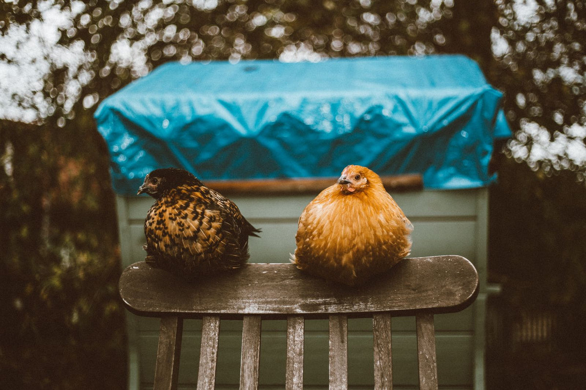 Two chickens perched on a wooden Windsor chair outdoors