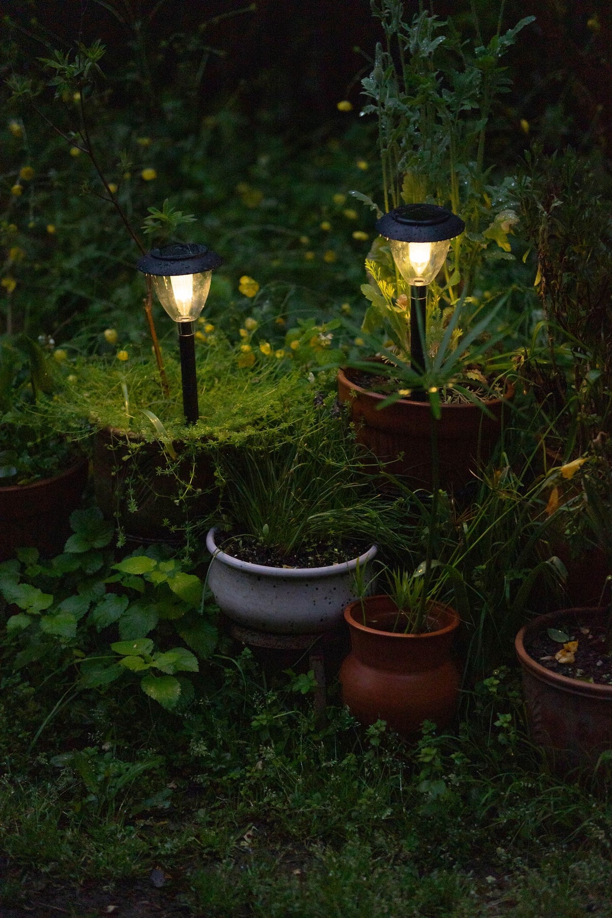 Warm garden lights glowing among potted plants at night