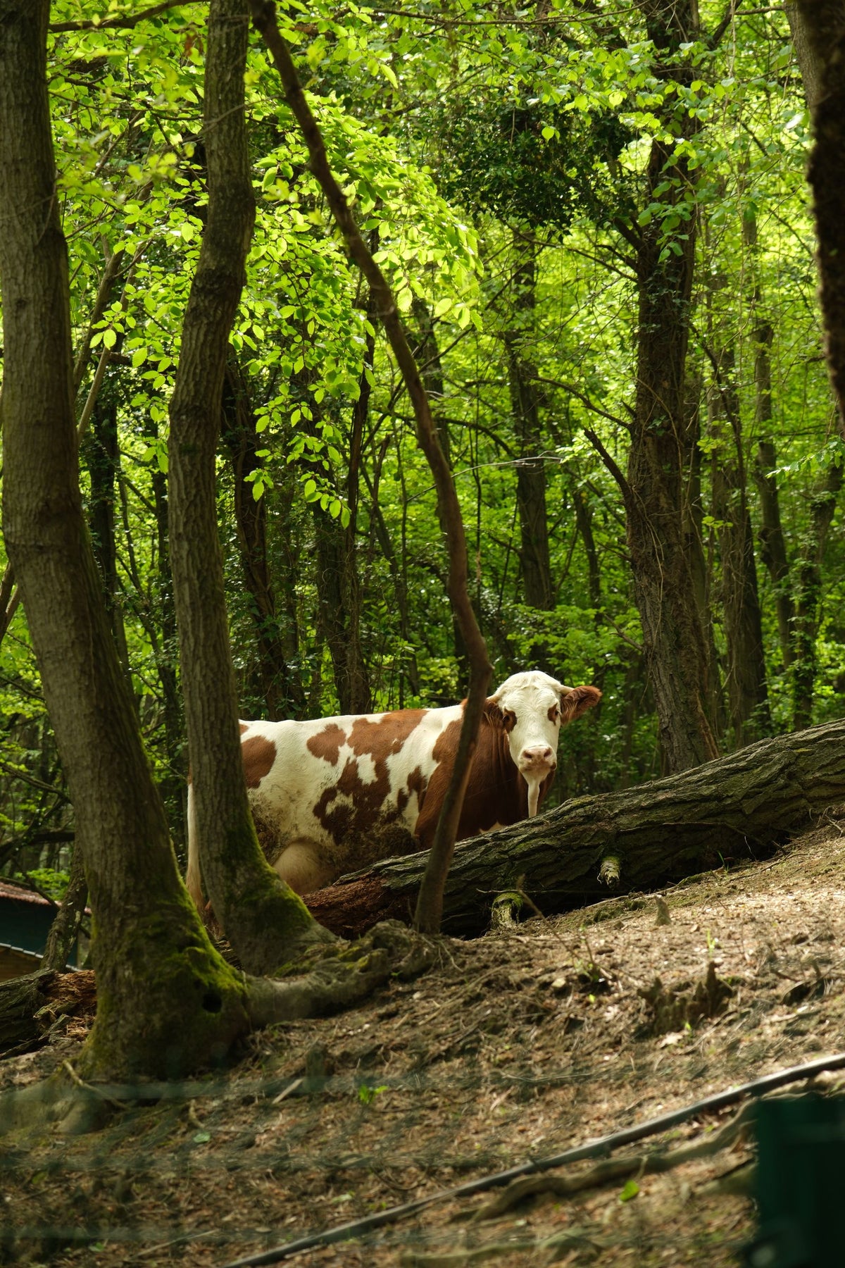 A brown and white cow standing among green forest trees