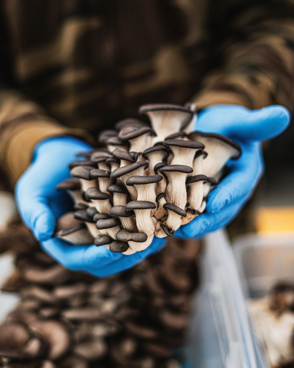 The Mushroom Cellar