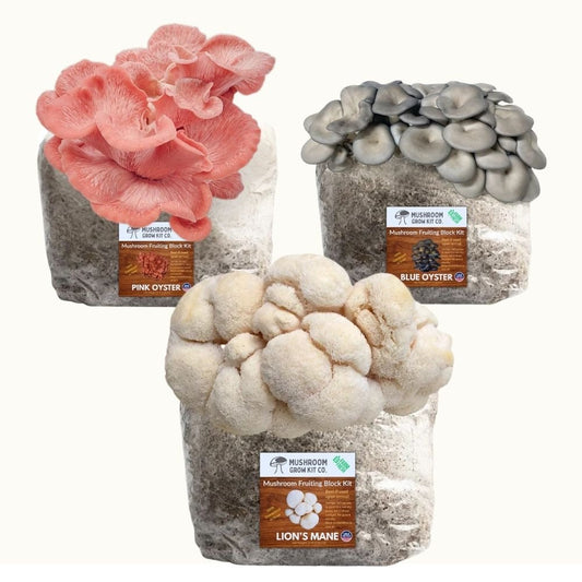 Mushroom Grow Kit 3-Pack — Lion's Mane, Pink & Blue Oyster