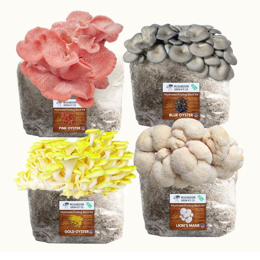 Mushroom Grow Kit 4-Pack — Lion's Mane, Gold, Pink & Blue Oyster