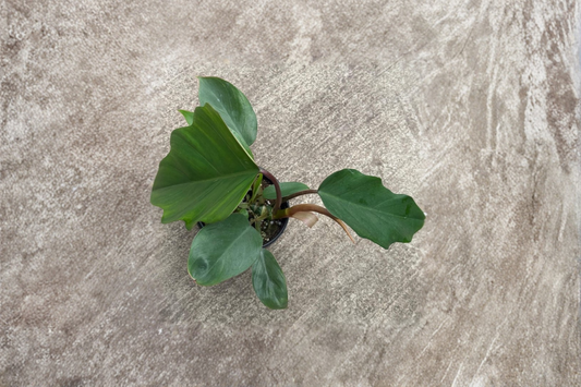 Philodendron Hope Live Plant - 4 Inch Pot, Tropical Foliage, Selloum, Indoor Houseplant, Green Tropical Leaf