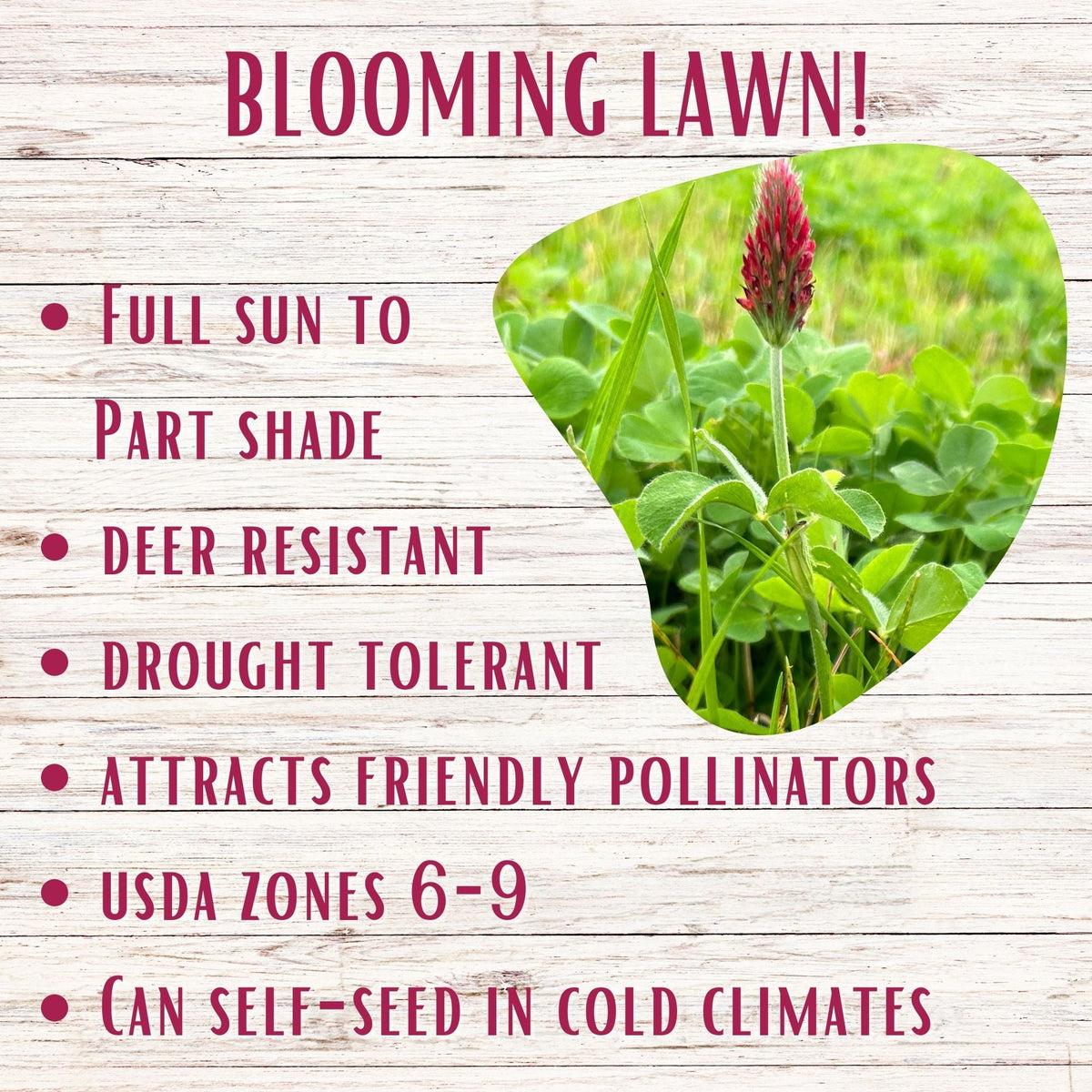 Crimson Clover Seed