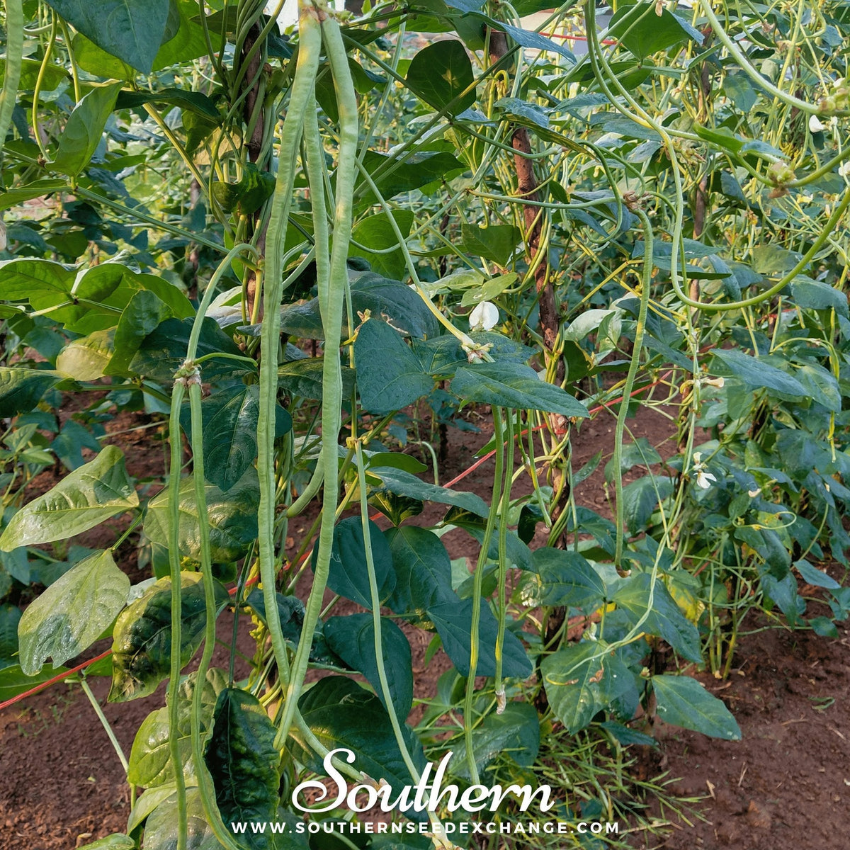 Yard Long Green Bean (Pole) – 15 Seeds