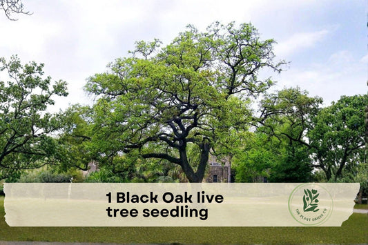Black Oak Live Tree Seedling, Native Quercus velutina, Hardy Outdoor Tree for Landscaping and Gardens