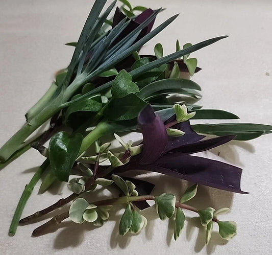 Live Plant Cuttings Set - 12 Pieces with Pothos, Spider Plant, Snake Plant, ZZ Plant, Peace Lily, Philodendron
