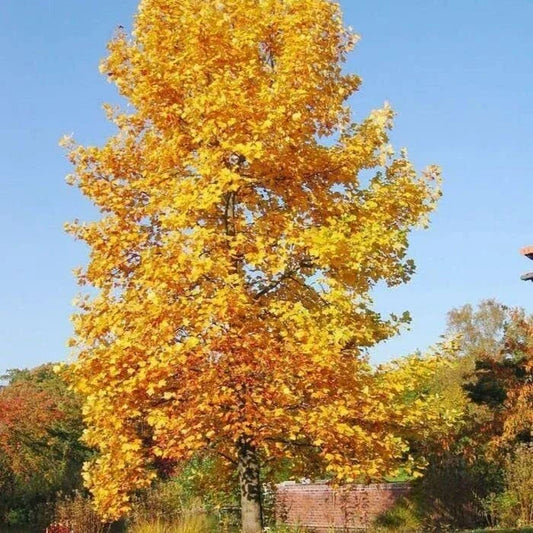 Tulip Poplar Tree Seedling | Live Planting Seedling | Liriodendron tulipifera | Fast-Growing Shade Tree