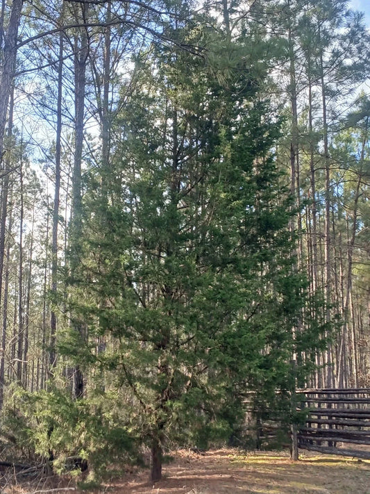Southeastern Red Cedar Trees Live Plants - Bare Root Seedlings 10-12 Inches Juniperus virginiana