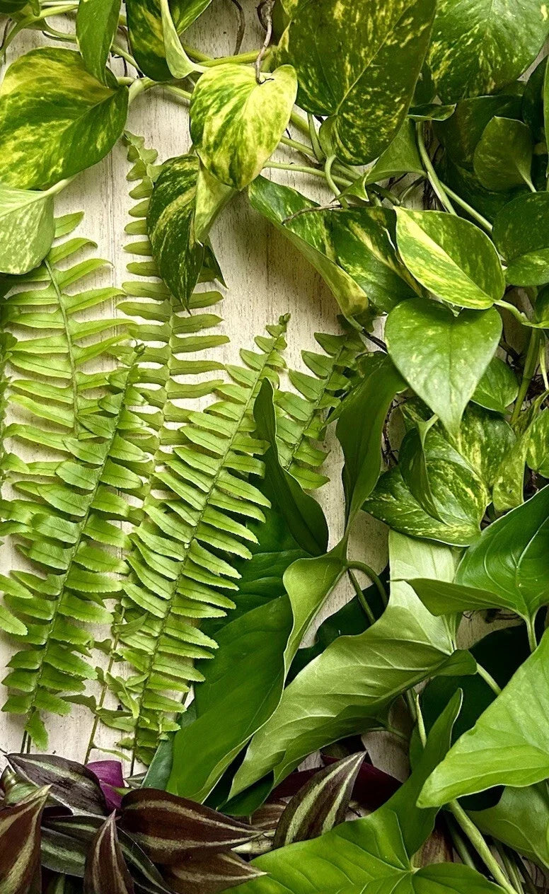 Live Rooted House Plant Cuttings - 20 Pieces, Pothos, Spider Plant, Snake Plant, ZZ Plant, Indoor Garden, Easy Care