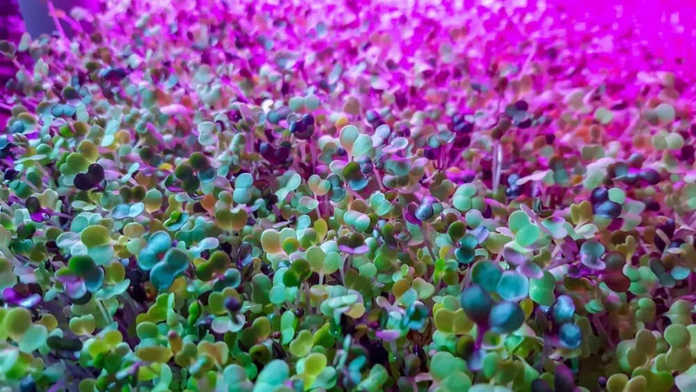 250 Alfalfa Microgreen Seeds - Organic, Non-GMO, Medicago sativa, Nutrient-Packed Microgreens for Indoor Gardening